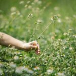 How it Starts – Wellness Journey 2025