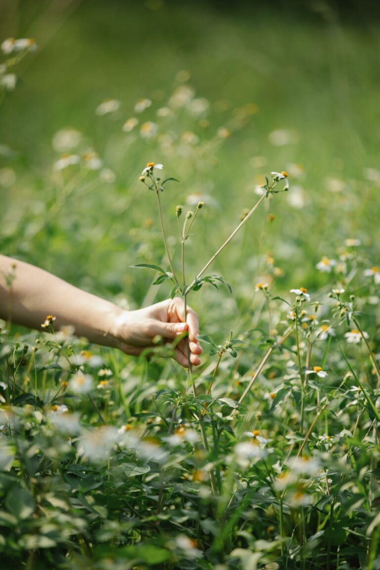 How it Starts – Wellness Journey 2025